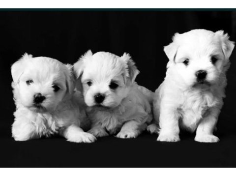Maltese terrier yavru köpeğimiz