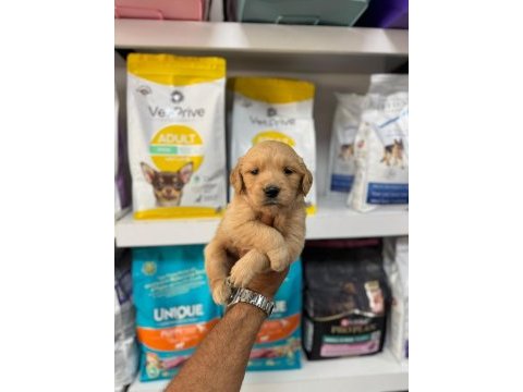 Golden retriever yavruları