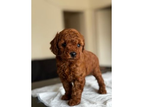 A kalite orjinal toy poodle
