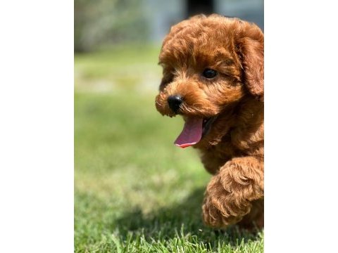 Poodle çiftliğinden red brown toy poodle bebeklerimiz