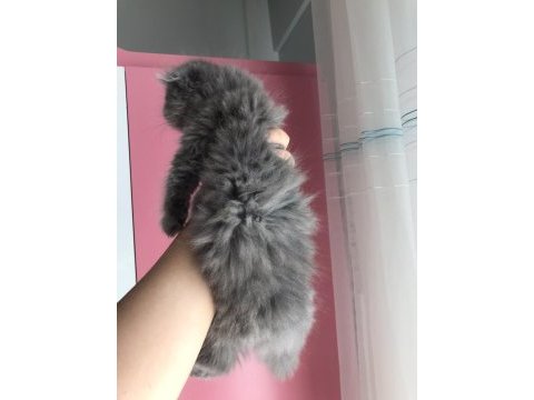 Scottish fold longhair dişi