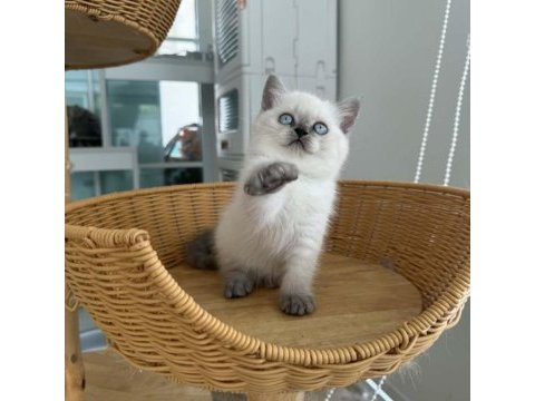 British shorthair yavruları ankara