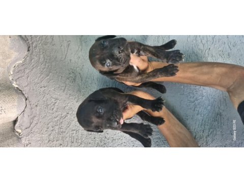 Cane corso yavru
