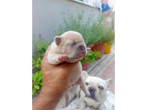 Egzotic fransız bulldog