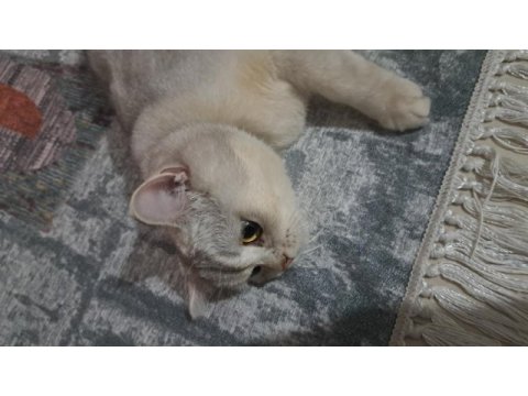 British shorthair silver dişi