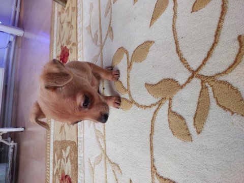 Pinscher köpeğimiz