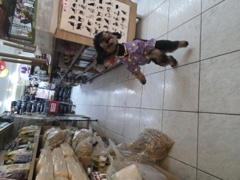 10 aylık dişi kore toy poodle