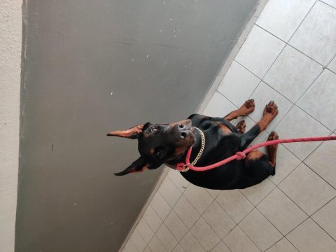 1 yaşında dişi doberman fcı kıf a secere, von bsgira