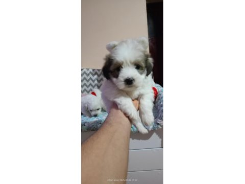 45 günlük maltese terrier bebekler