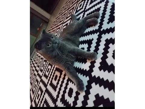 Scottish fold kedime dişi eş arıyorum