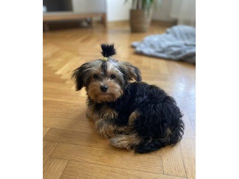 Eğitim derdi yok köpeğimizin