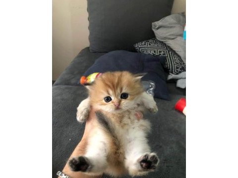 British longhair golden dişi yavrumuz