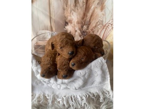 Red brown silver apricot beyaz poodle yavrularım