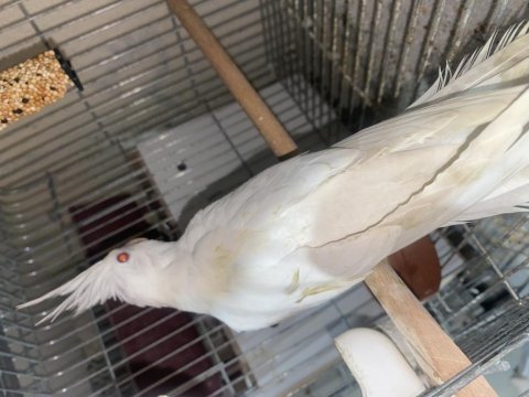 Albino mutasyonu sultan papağanı