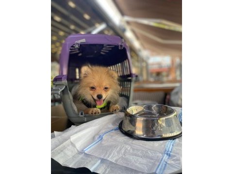 Pomeranian 4.5 aylık erkek