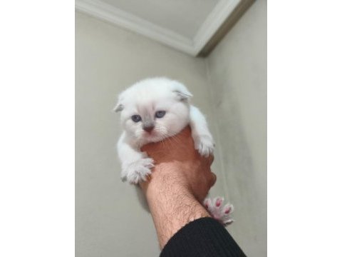 2 aylık blue point scottish fold yavrumuz