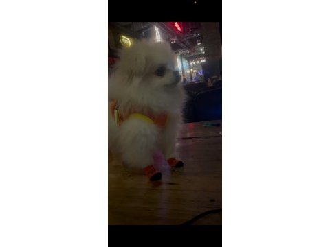 Kore pomeranian yavru yuvasını arıyor