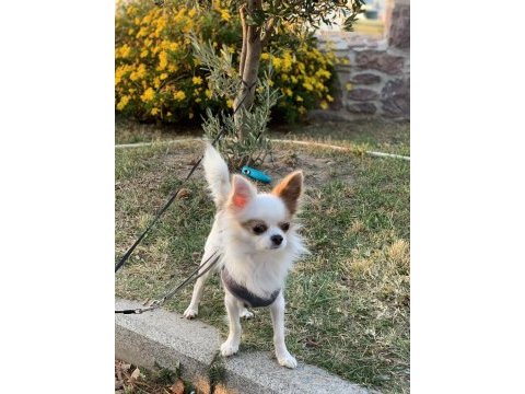 Oğluşuma gelin adayı arıyorum chihuahua