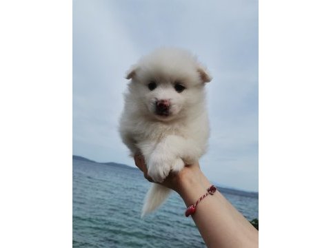 Kar beyaz pomeranian yavrular