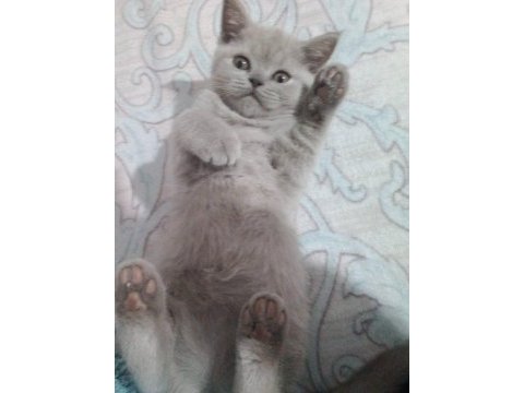 2 aylık dişi 3 tane british shorthair kedim