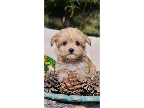 Dişi teacup morkie