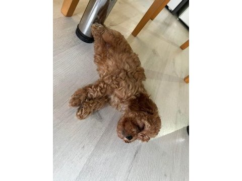 4 dişi ve 2 erkek yavru köpeklerimiz