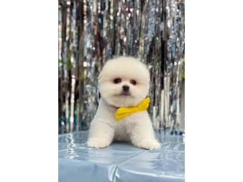 Safkan pomeranian boo bebekler