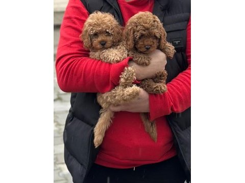 Toy poodle ( ırk garantili bebeklerimiz )