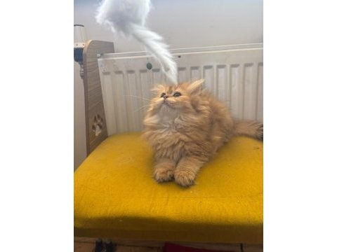 British longhair dişi kedimiz