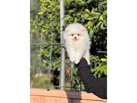 Yavru erkek pomeranian