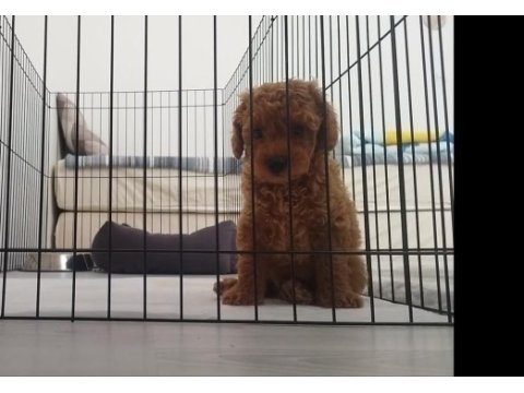 2 aylık dünyalar tatlısı toy poodle