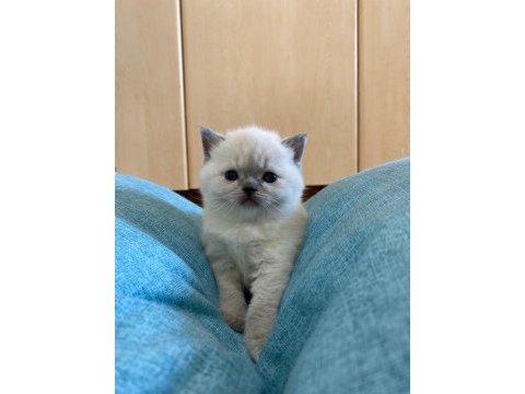 A kalite british shorthair bebekler