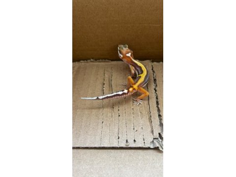Kalp desenli leopard gecko