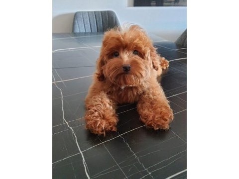Red brown maltipoo