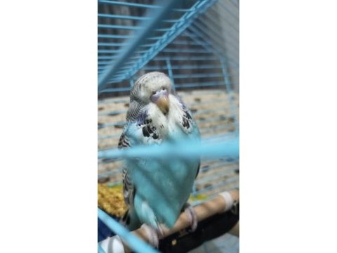 Show jumbo muhabbet kuşu yavrular
