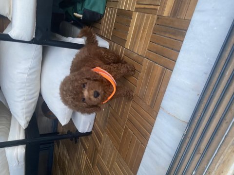 2 aylık bakımlı aşılı poodle yavrumuz