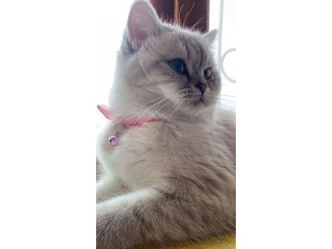 Ücretsiz british shorthair 1.5 yaşında