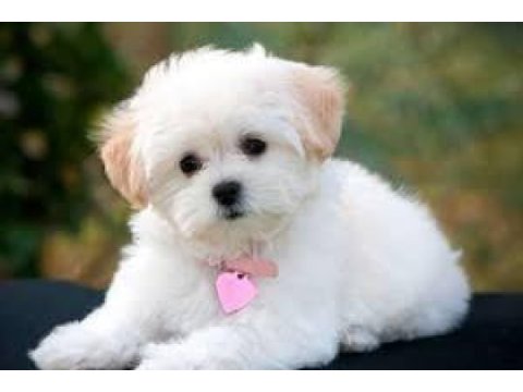 0 numara mini boy maltese yavrularımız
