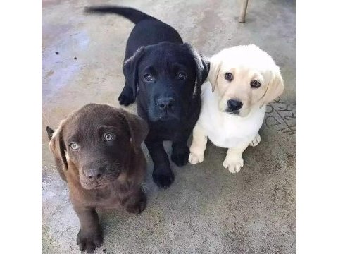Çikolata ve beyaz renk labrador yavruları 