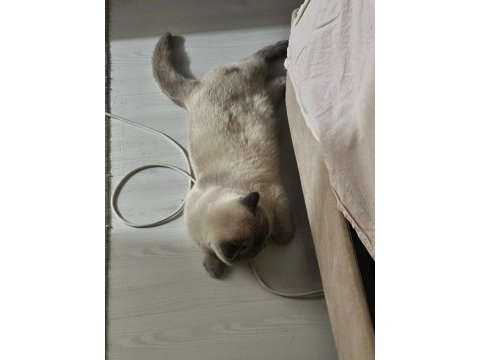 Blue point british shorthair