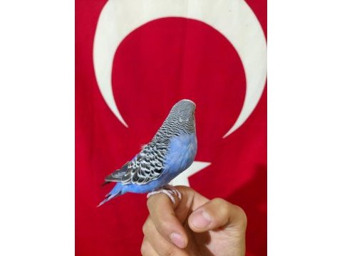 Konuşan dişi muhabbet kuşu ele kola alışkın sağlıklı