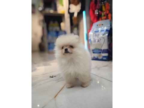Pomeranian erkek yavru 2 aylık