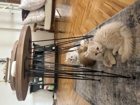 British longhair yavrularıma ömürlük yuva arıyorum