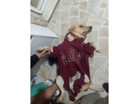 Labrador köpeği erkek