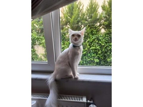 8 aylık ankara kedisi