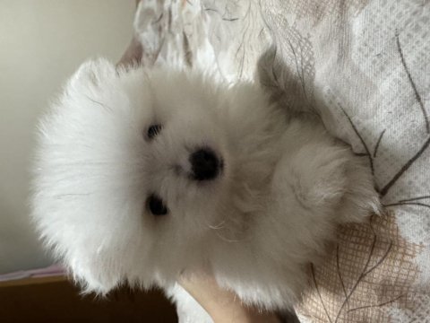 3 beyaz pomeranian boo 2 maskeli