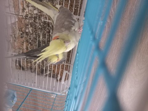 Erkek dişi sultan papağanı