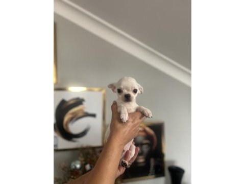 Chihuahua elma kafa babada scr mevcut
