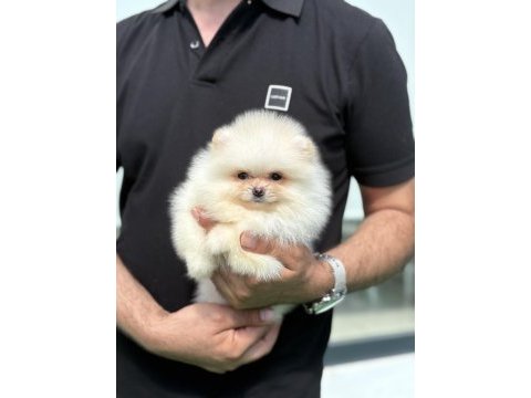 Teddy pomeranian prenses