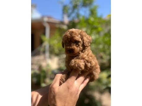 Toy poodle yavrular